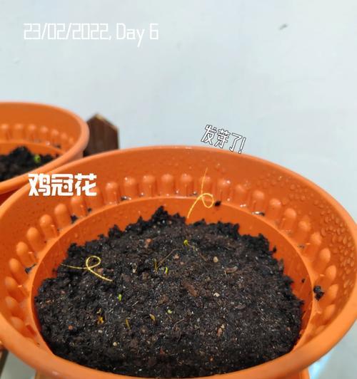 高杆波斯菊栽培技术指南是什么？如何从种子到盛放全程管理？