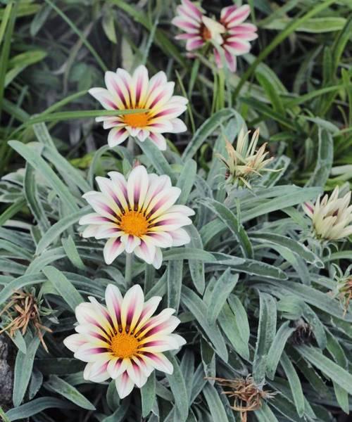 雏菊是单性花还是双性花？雏菊的花性是什么？