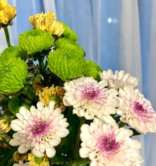 雏菊是单性花还是双性花？雏菊的花性是什么？