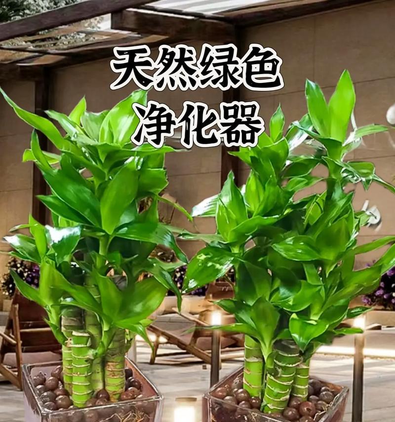 小盆栽富贵竹如何养护？富贵竹的正确浇水方法是什么？