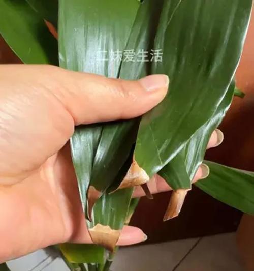 小盆栽富贵竹如何养护？富贵竹的正确浇水方法是什么？