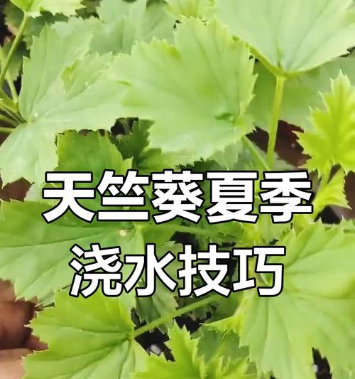 天竺葵浇水“黄金法则”是什么？如何正确浇水天竺葵？