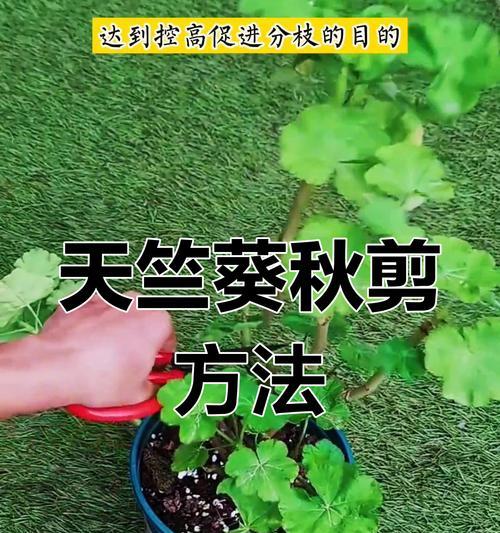 天竺葵浇水“黄金法则”是什么？如何正确浇水天竺葵？