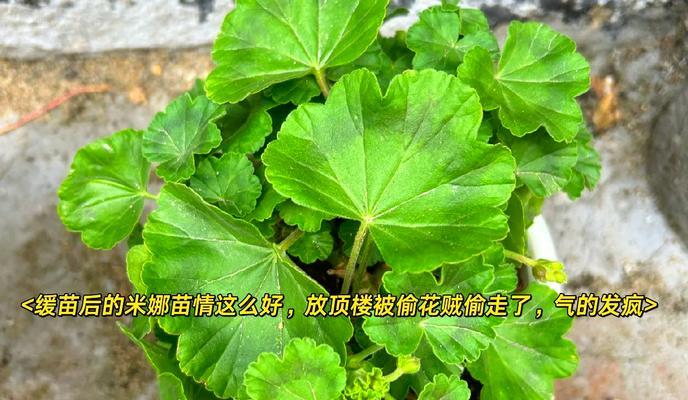 天竺葵浇水“黄金法则”是什么？如何正确浇水天竺葵？