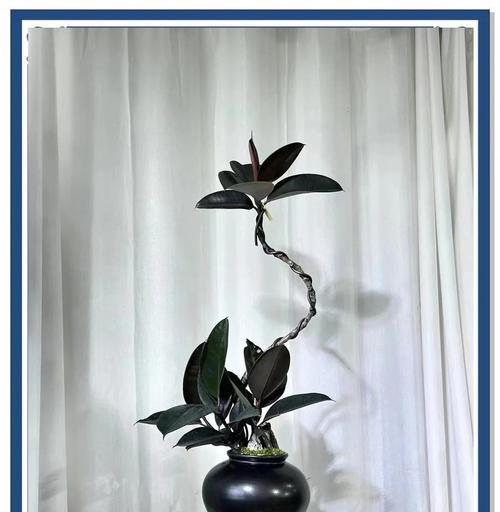 橡皮树如何提升家居格调？橡皮树的养护指南是什么？