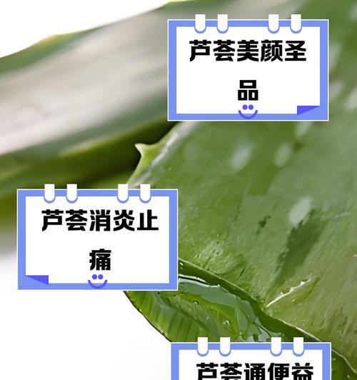 芦荟有什么神奇之处？如何探秘芦荟？
