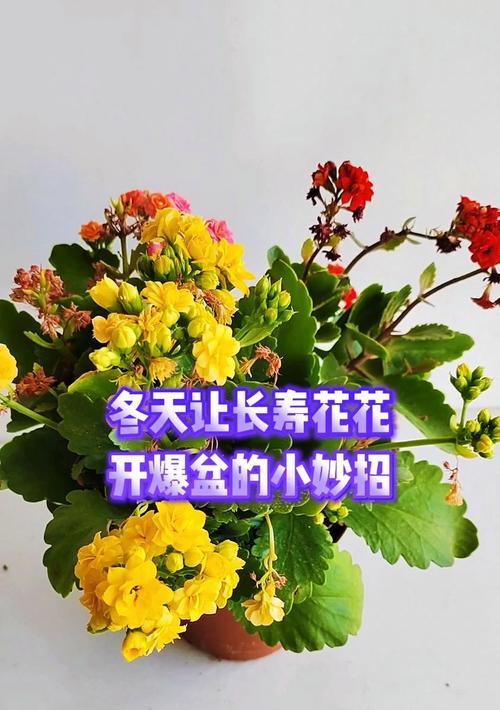 长寿花爆盆养护秘籍是什么？如何养护长寿花？