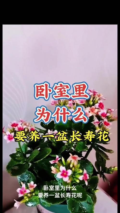 长寿花的养殖方法是什么？养殖长寿花需要注意什么？