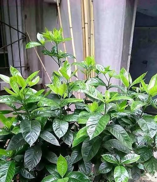 栀子花有3个“喜好”，全部满足了它，叶子绿油油，花苞一串串？