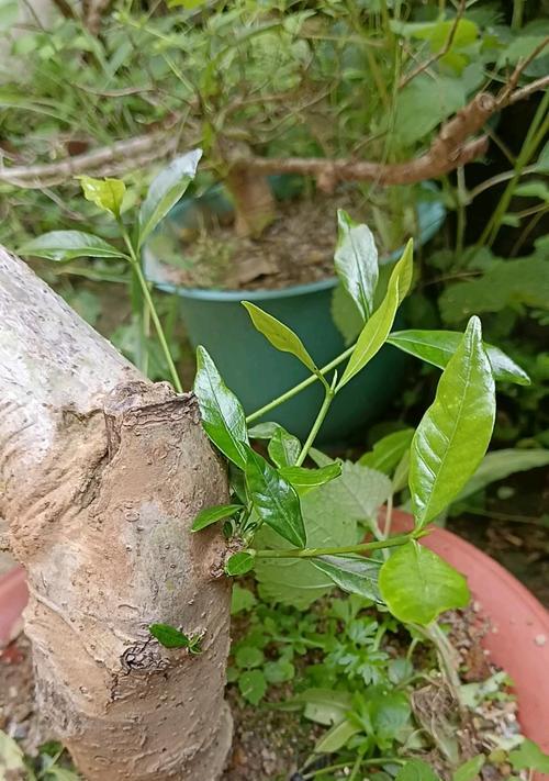 栀子花有3个“喜好”，全部满足了它，叶子绿油油，花苞一串串？
