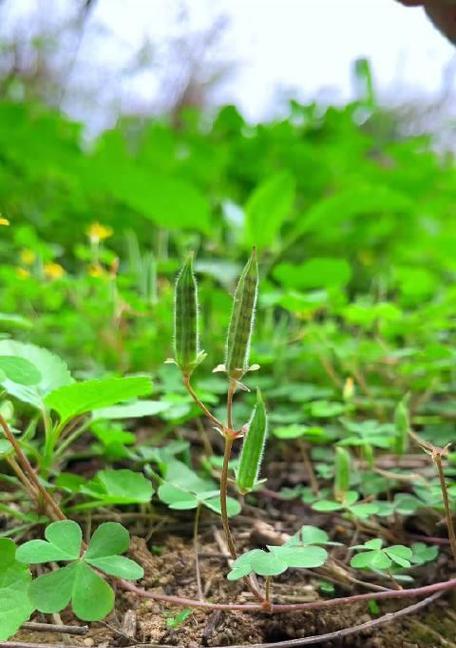 黄花酢浆草是什么？如何认识植物黄花酢浆草？