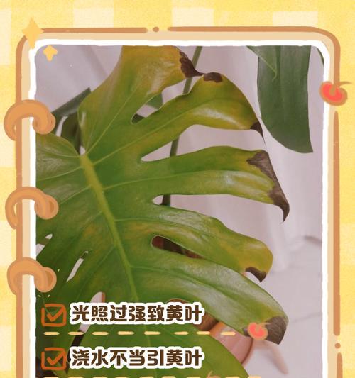 叶子变黄是怎么回事？如何预防和处理？