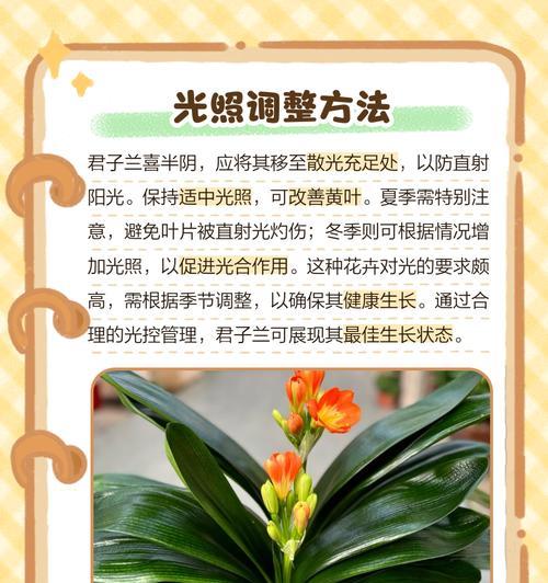 养了3年的君子兰叶子发黄根要烂怎么处理？
