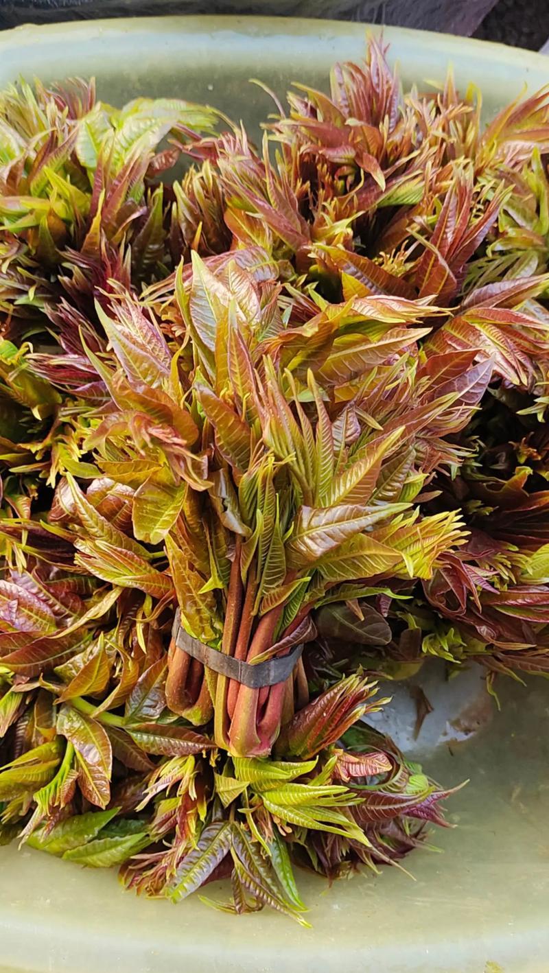 春天常见的野菜有哪些？