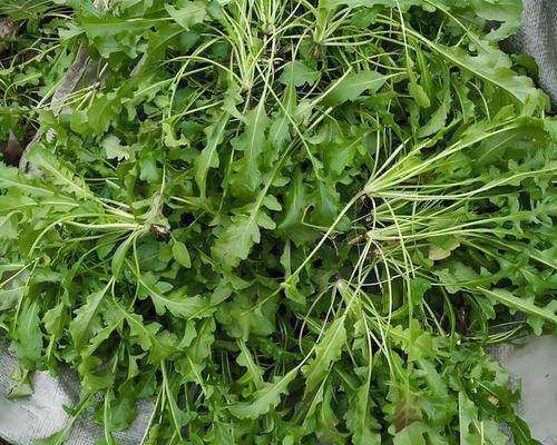 春天常见的野菜有哪些？