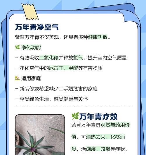 紫背万年青养护全攻略是什么？