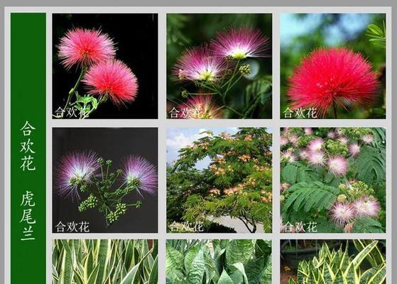 老话说'5树开花,不富也发'，这些吉祥树你家有几种？