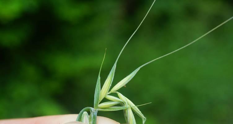 认识植物鹅观草是什么？