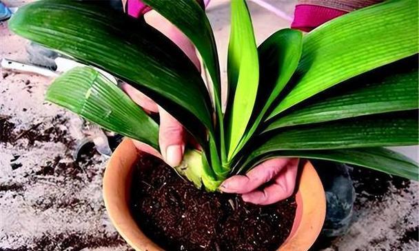 君子兰切丝切片怎么种植？种植过程中的注意事项是什么？