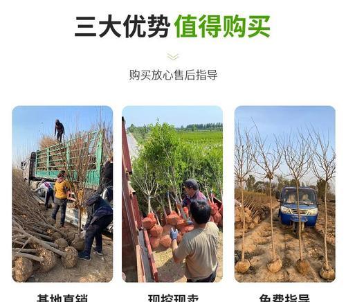 石榴牡丹花独杆树怎么养？如何保持其健康生长？