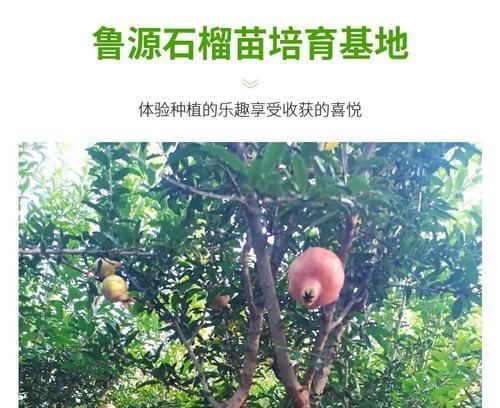 石榴牡丹花独杆树怎么养？如何保持其健康生长？