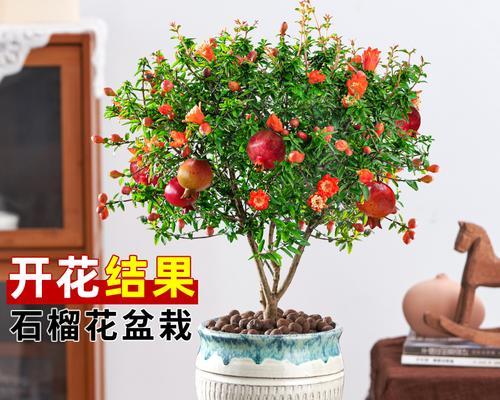 石榴牡丹花独杆树怎么养？如何保持其健康生长？
