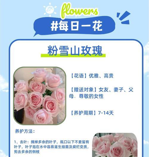 玫瑰花好太冷怎么养护呢？有哪些有效的养护技巧？