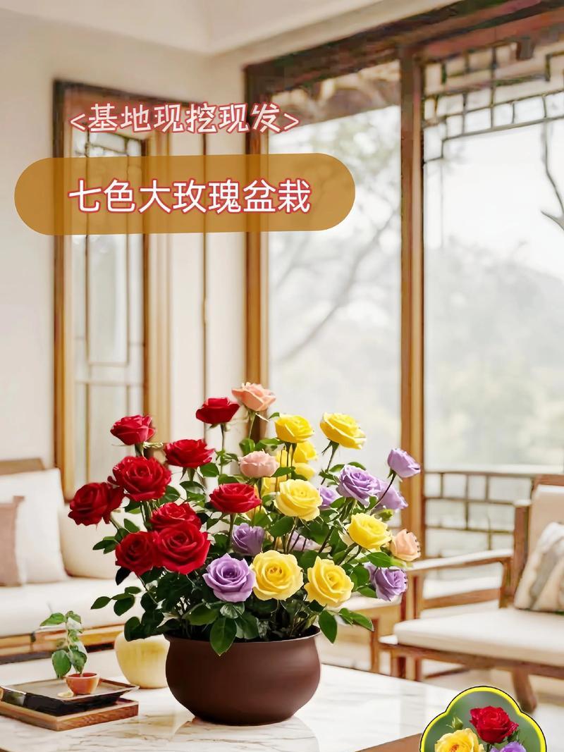 玫瑰花好太冷怎么养护呢？有哪些有效的养护技巧？