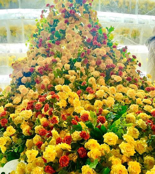 玫瑰花好太冷怎么养护呢？有哪些有效的养护技巧？