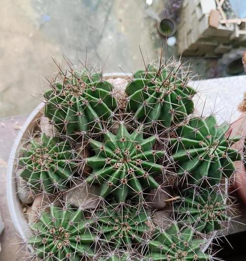 仙人球盆栽柱子怎么养？有哪些有效的养护方法？