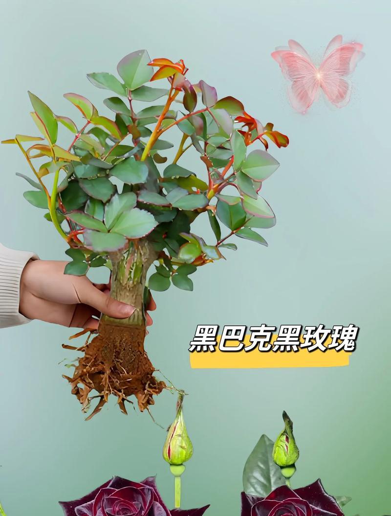 黑玫瑰花直播盆栽养护技巧是什么？