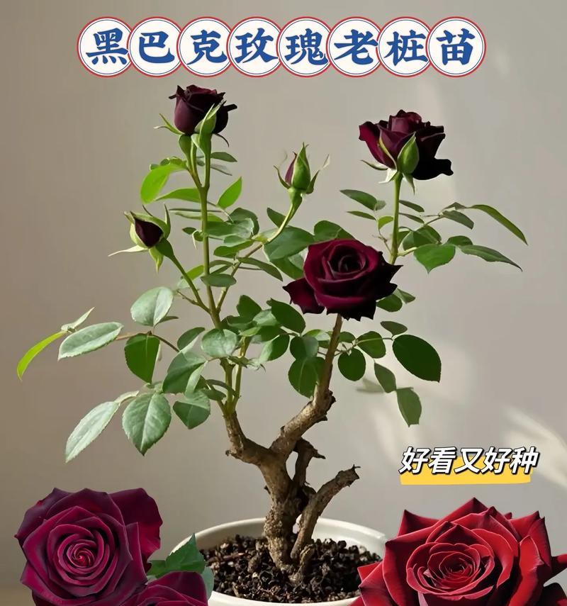 黑玫瑰花直播盆栽养护技巧是什么？