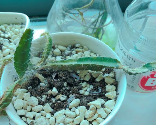 木筏仙人掌种植方法有哪些？