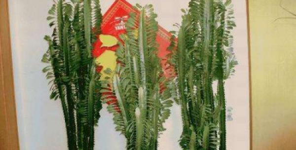 木筏仙人掌种植方法有哪些？