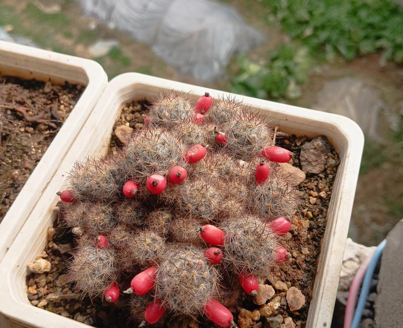 多根仙人球种植需要注意什么？