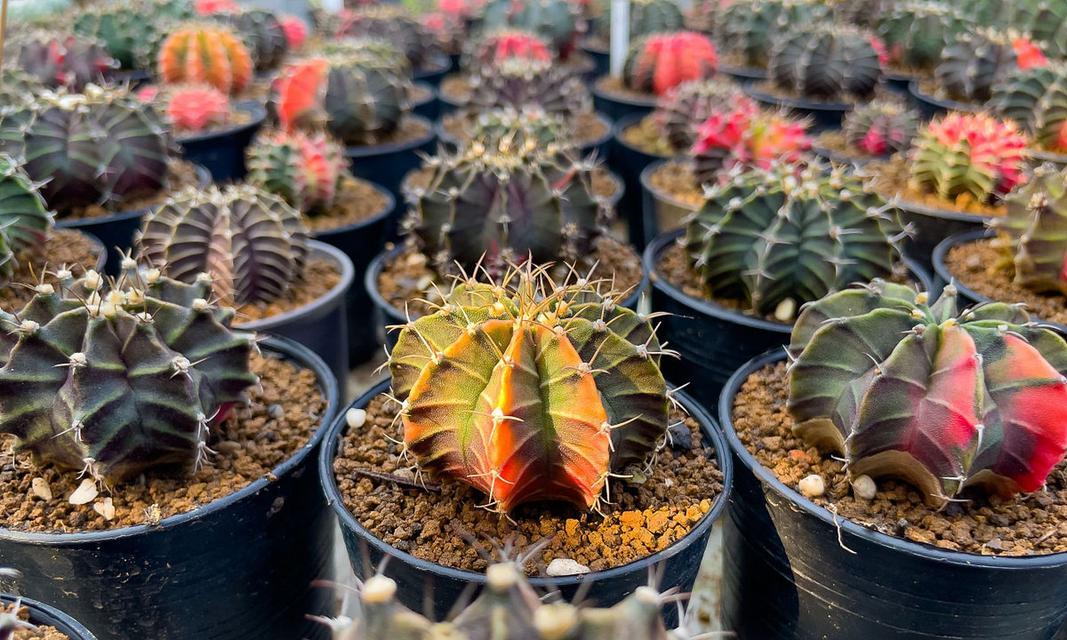 多根仙人球种植需要注意什么？
