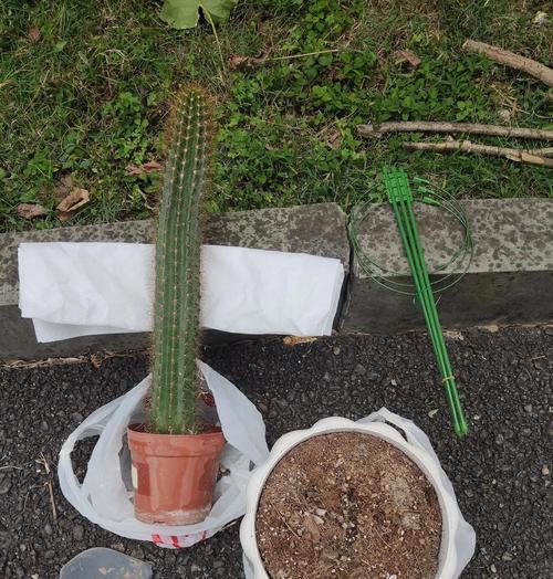 长满刺仙人球换盆的最佳时机？