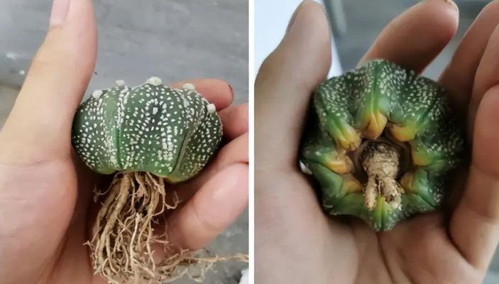 长满刺仙人球换盆的最佳时机？