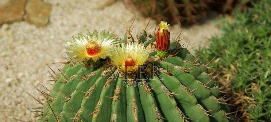 大株黄花仙人掌的养护管理要点？