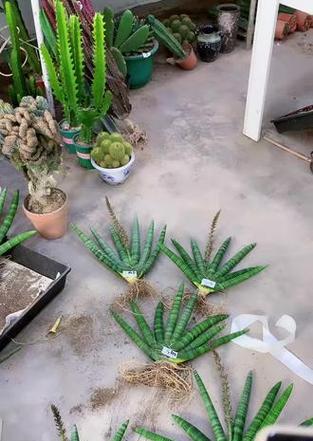 大株黄花仙人掌的养护管理要点？