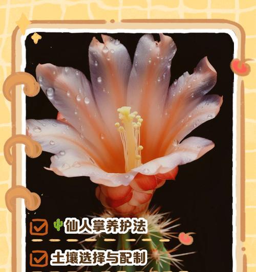 黄泥仙人掌的存活率及养护方法？