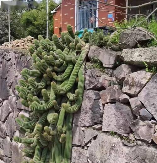 黄泥仙人掌的存活率及养护方法？