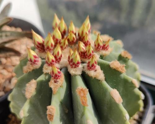 仙人球小白芽的成因及处理方法？