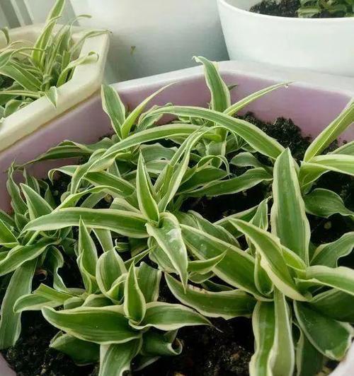 仙人球小白芽的成因及处理方法？