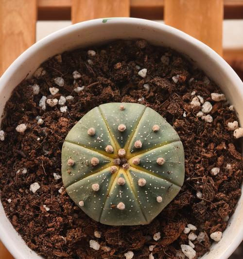 仙人球小白芽的成因及处理方法？