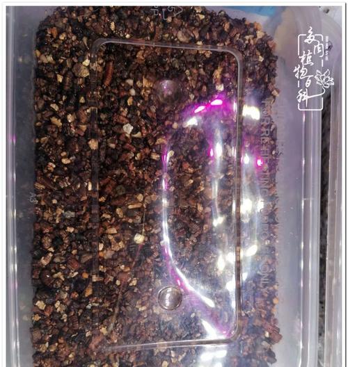 仙人球种植中蛭石的正确使用方法？