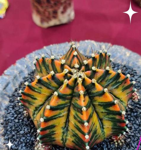 仙人球种植中蛭石的正确使用方法？