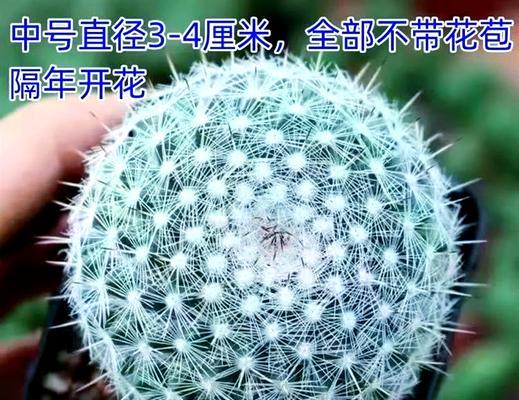仙人球种植中蛭石的正确使用方法？