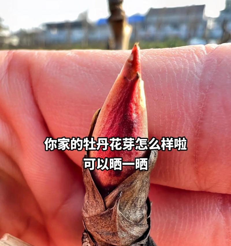 大枝牡丹花的养护技巧有哪些？