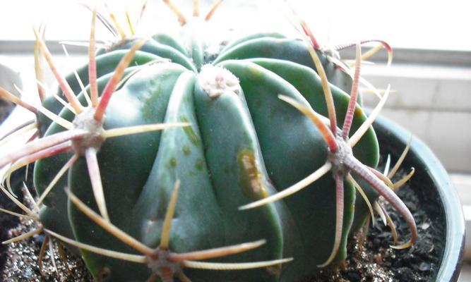 仙人球烂茎病的防治药物推荐？